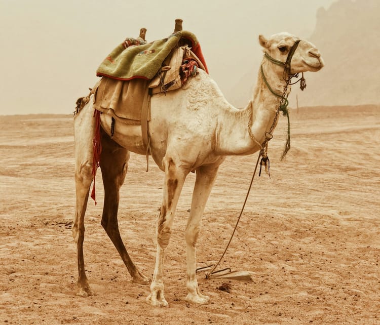 Tying Your Camel